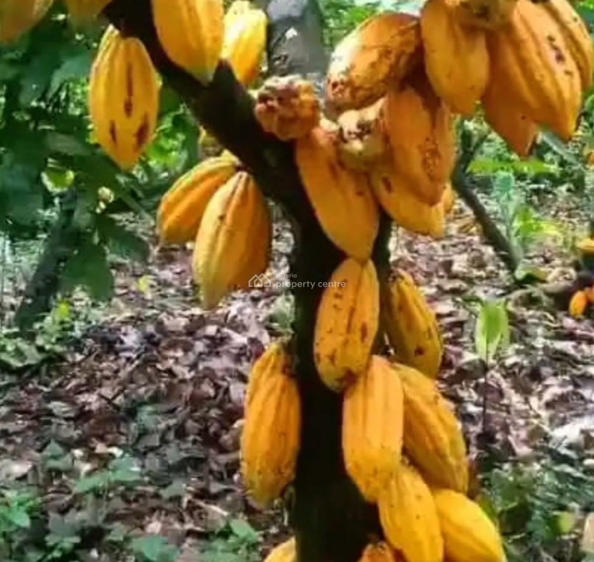 Fruitful Cocoa Farm Land with Free Cocoa Trees, Cocoa Farm Village, Obafemi Owode, Ogun, Commercial Land for Sale