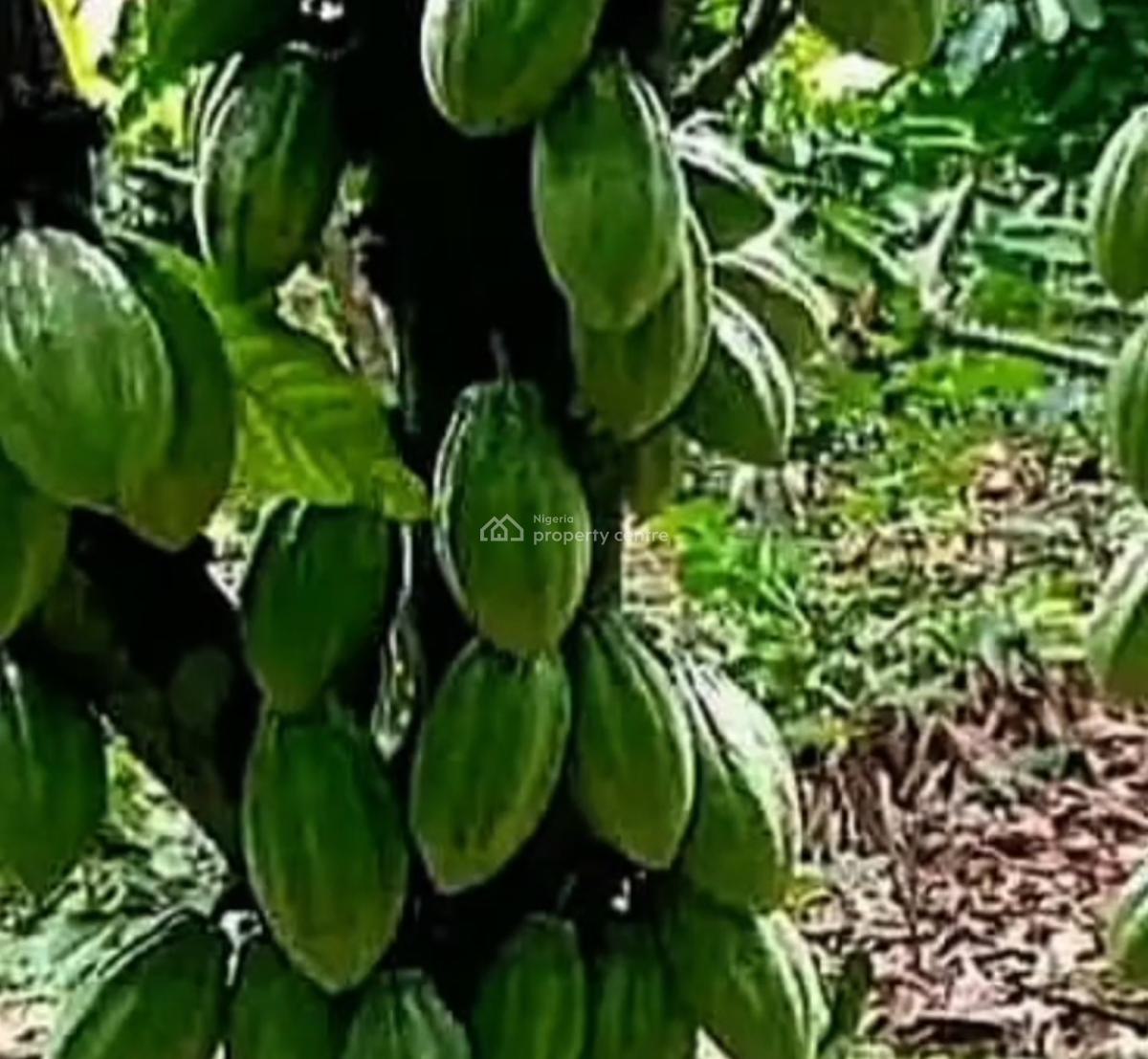 Fruitful Cocoa Farm Land with Free Cocoa Trees, Cocoa Farm Village, Obafemi Owode, Ogun, Commercial Land for Sale
