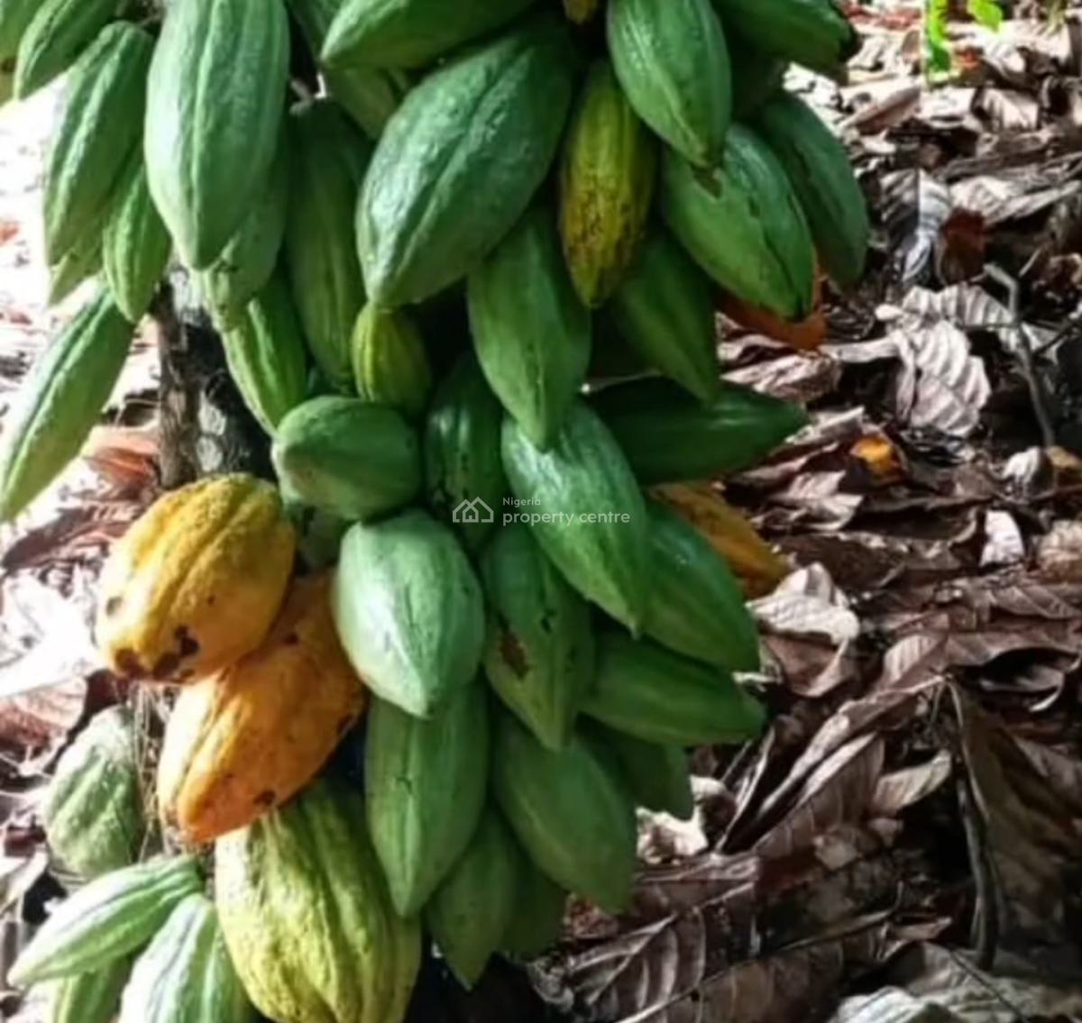 Fruitful Cocoa Farm Land with Free Cocoa Trees, Cocoa Farm Village, Obafemi Owode, Ogun, Commercial Land for Sale