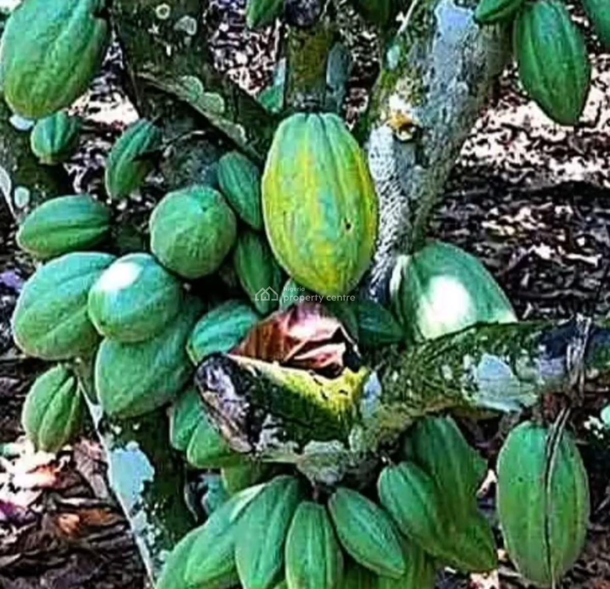Fruitful Cocoa Farm Land with Free Cocoa Trees, Cocoa Farm Village, Obafemi Owode, Ogun, Commercial Land for Sale