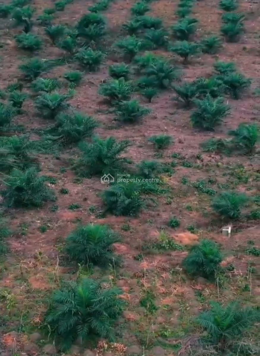 Acres and Heactares of Palm Oil Farmland, Iloti, Ewekoro, Ogun, Mixed-use Land for Sale