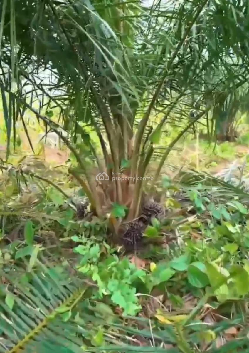 Acres and Heactares of Palm Oil Farmland, Iloti, Ewekoro, Ogun, Mixed-use Land for Sale