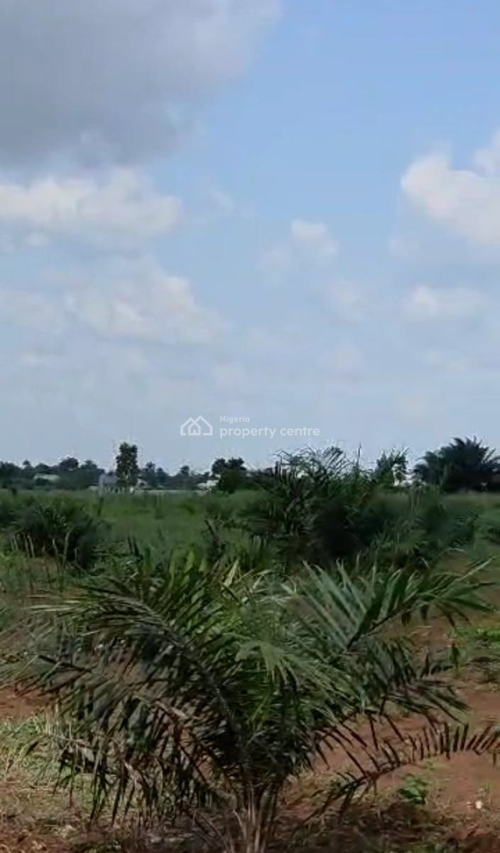 Acres and Heactares of Palm Oil Farmland, Iloti, Ewekoro, Ogun, Mixed-use Land for Sale