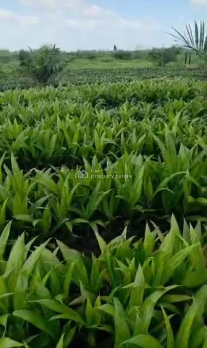 Acres and Heactares of Palm Oil Farmland, Iloti, Ewekoro, Ogun, Mixed-use Land for Sale