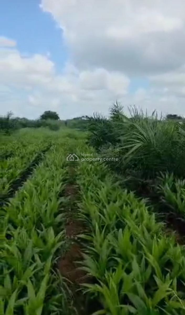 Acres and Heactares of Palm Oil Farmland, Iloti, Ewekoro, Ogun, Mixed-use Land for Sale