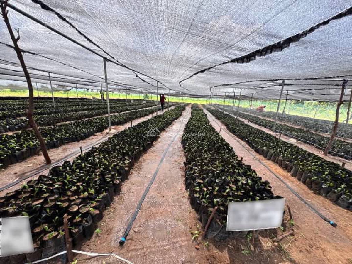 Acres and Hectares of Oil Palm Trees Farm in Aiyetoro After Abeokuta, Oil Palm Trees at Aiyetoro Town, Abeokuta North, Ogun, Commercial Land for Sale