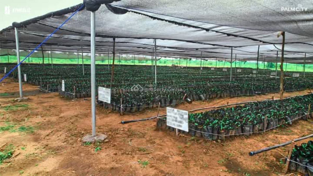 Acres and Hectares of Oil Palm Trees Farm in Aiyetoro After Abeokuta, Oil Palm Trees at Aiyetoro Town, Abeokuta North, Ogun, Commercial Land for Sale