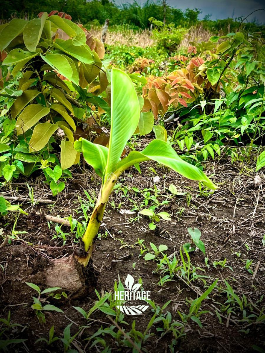 Earn 5 Million Naira Annually for 10 Years on a Plantain Plantation, Alabata Off Funnab, Abeokuta South, Ogun, Residential Land for Sale