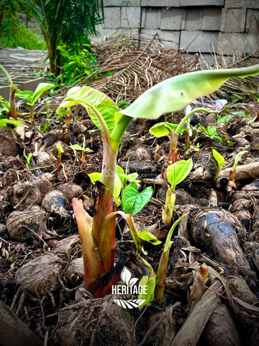 Earn 5 Million Naira Annually for 10 Years on a Plantain Plantation, Alabata Off Funnab, Abeokuta South, Ogun, Residential Land for Sale