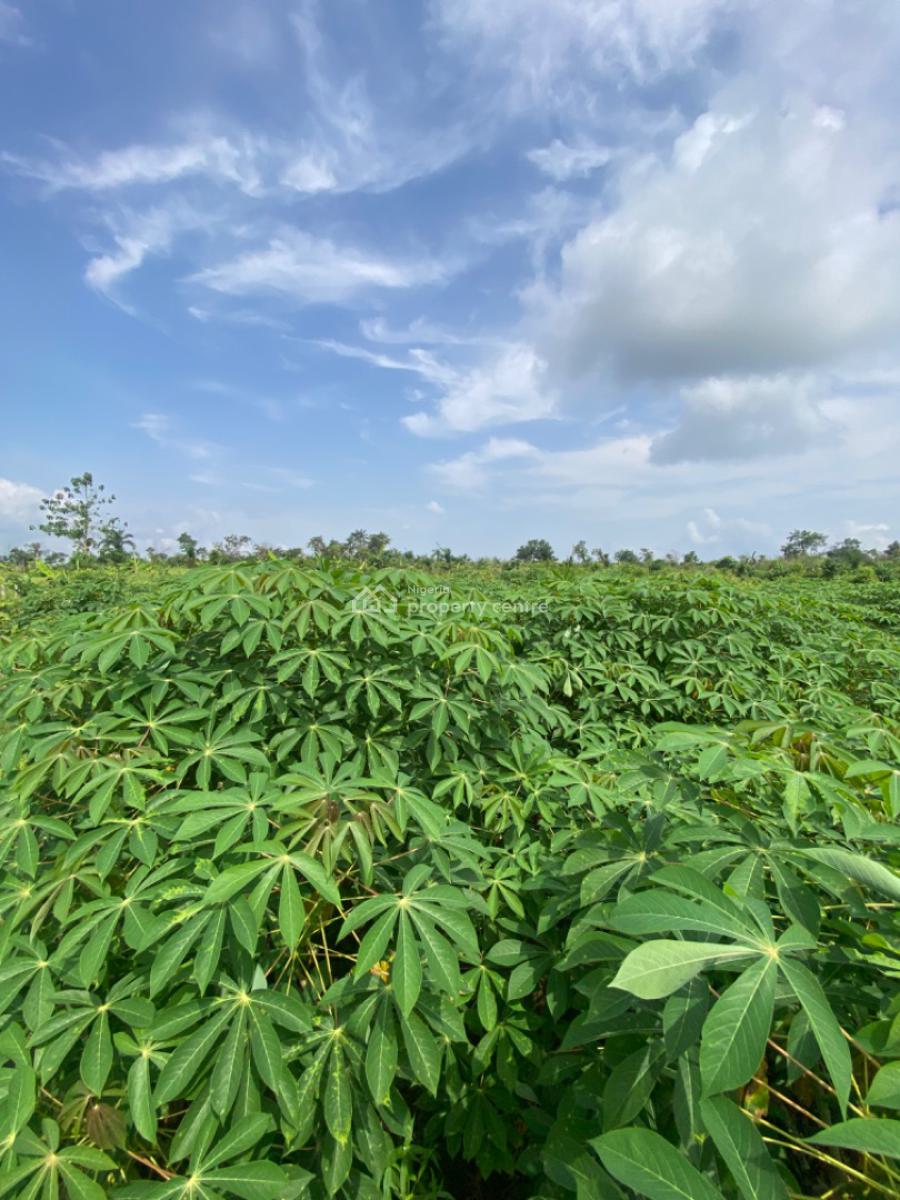 Now You Too Can Make Real, Sustainable Profit From Agriculture!, Off Funnab Alabata, Abeokuta South, Ogun, Mixed-use Land for Sale