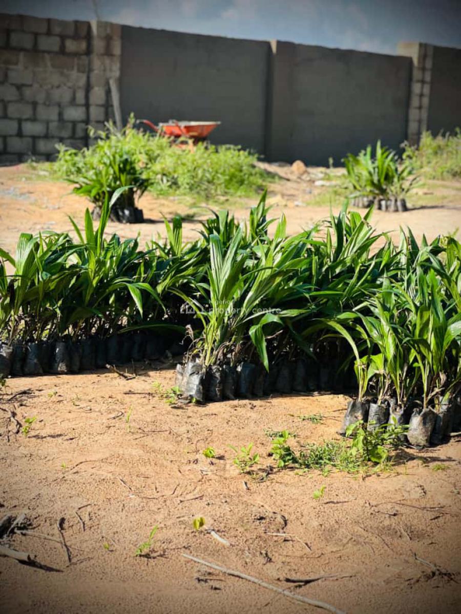 Earn 10 Million Annually for 25 Years on an Oil Palm Plantation, 25 Minutes Drive From Eleweran Market, Abeokuta South, Ogun, Residential Land for Sale