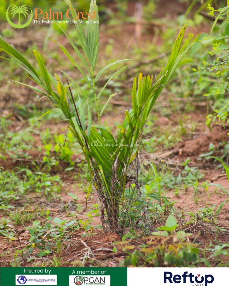 Own an Hectare of Fertile Farmland  &earn Massive From Oilpalm, Be a Part with an Initial Deposit , Spread Balance Over a Payment Plan, Imeko Afon, Ogun, Mixed-use Land for Sale