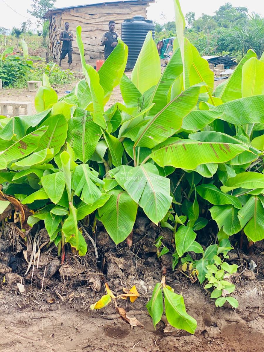 Earn 10 Million Naira Annually for 10 Years in a Plantain Plantation, Alabata Market, Off Funnab, Abeokuta South, Ogun, Residential Land for Sale