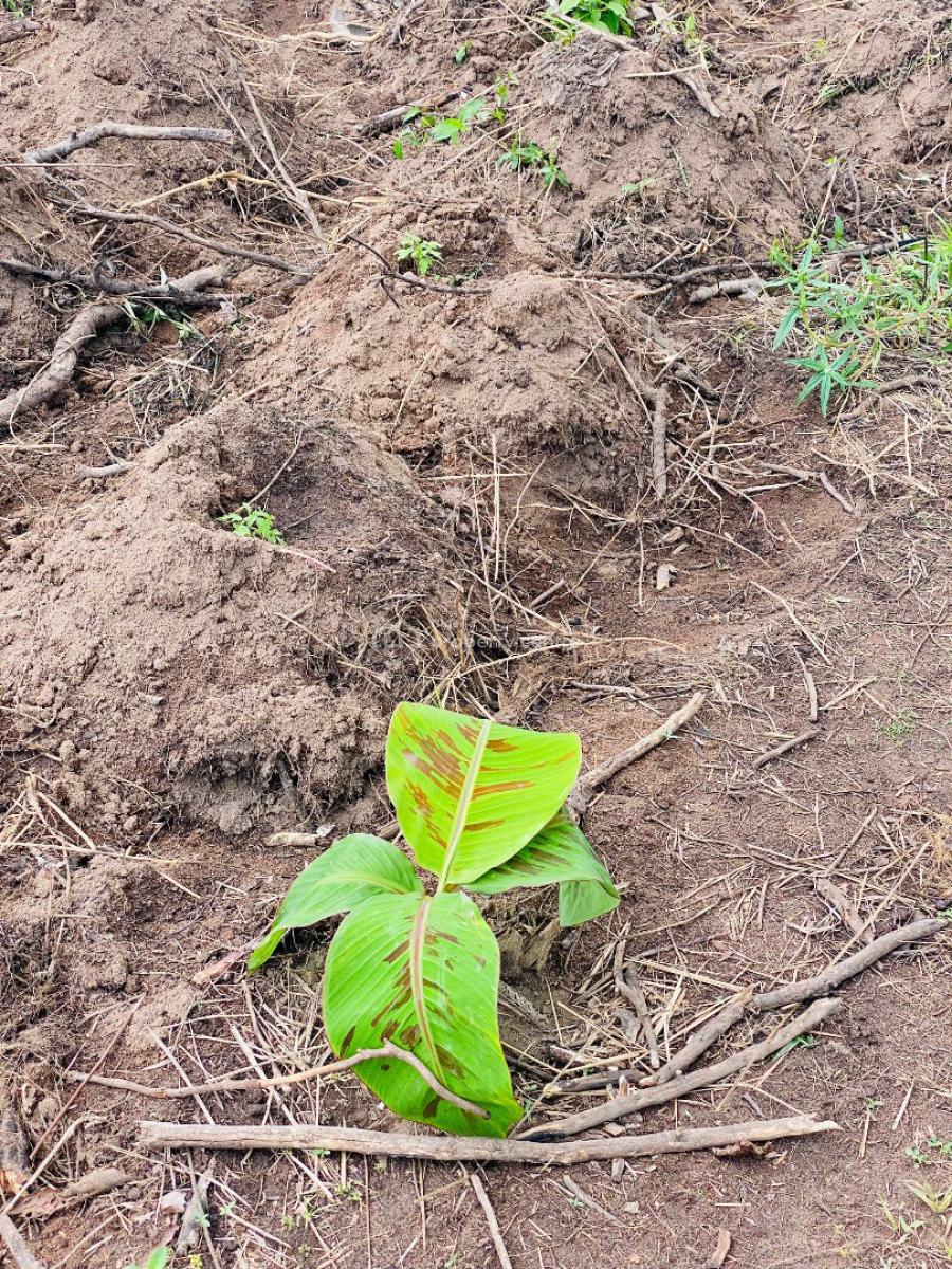 Earn 10 Million Naira Annually for 10 Years in a Plantain Plantation, Alabata Market, Off Funnab, Abeokuta South, Ogun, Residential Land for Sale