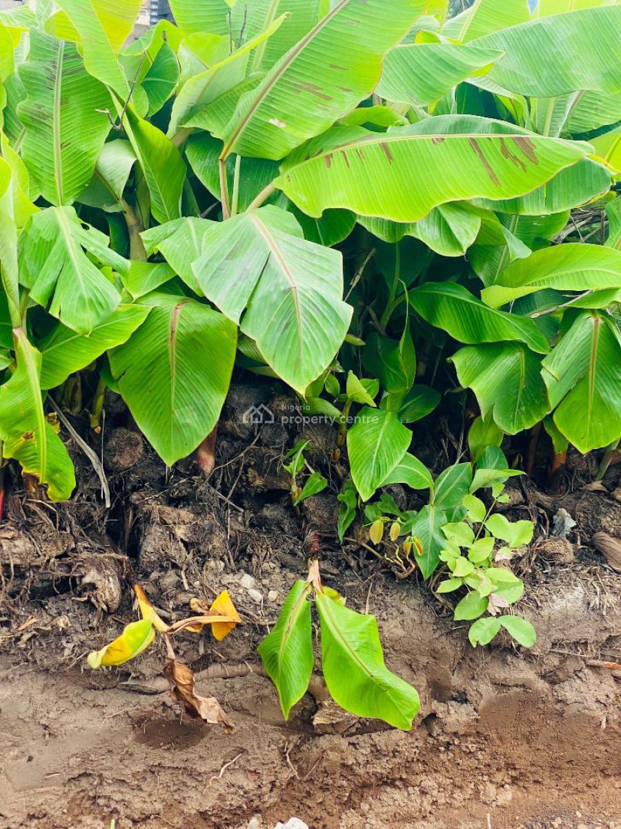 Earn 10 Million Naira Annually for 10 Years in a Plantain Plantation, Alabata Market, Off Funnab, Abeokuta South, Ogun, Residential Land for Sale