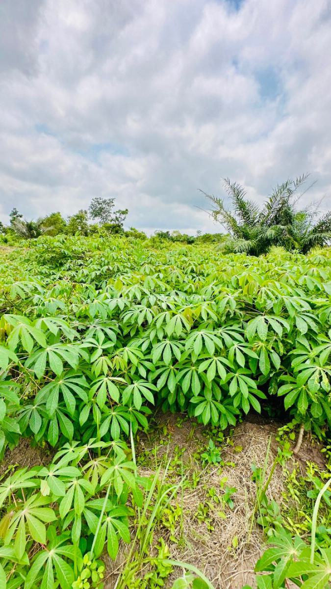 Earn 20 Million Annually for 25 Years When You Own This Farm Land, in The Axis of Alabata Market, Abeokuta South, Ogun, Residential Land for Sale