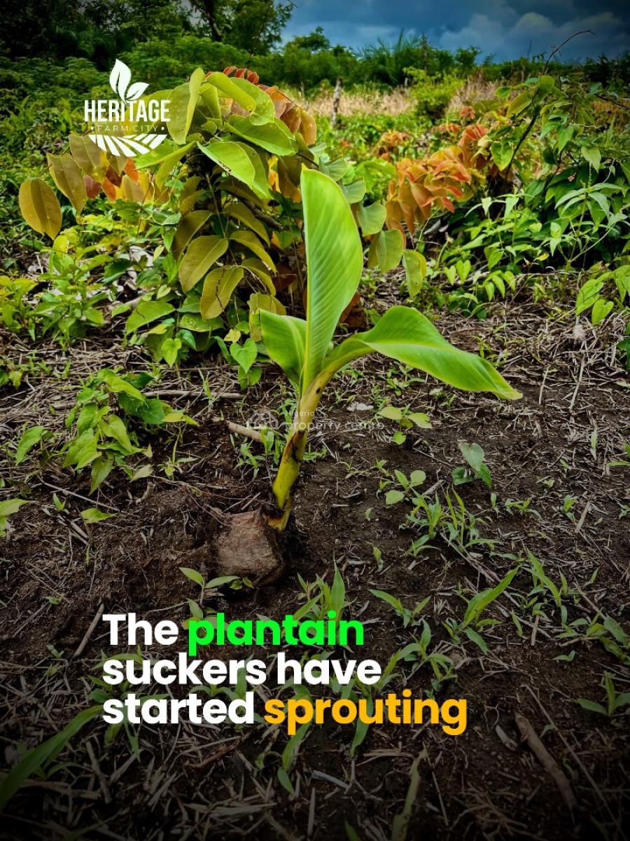 Earn 20 Million Annually for 25 Years When You Own This Farm Land, in The Axis of Alabata Market, Abeokuta South, Ogun, Residential Land for Sale