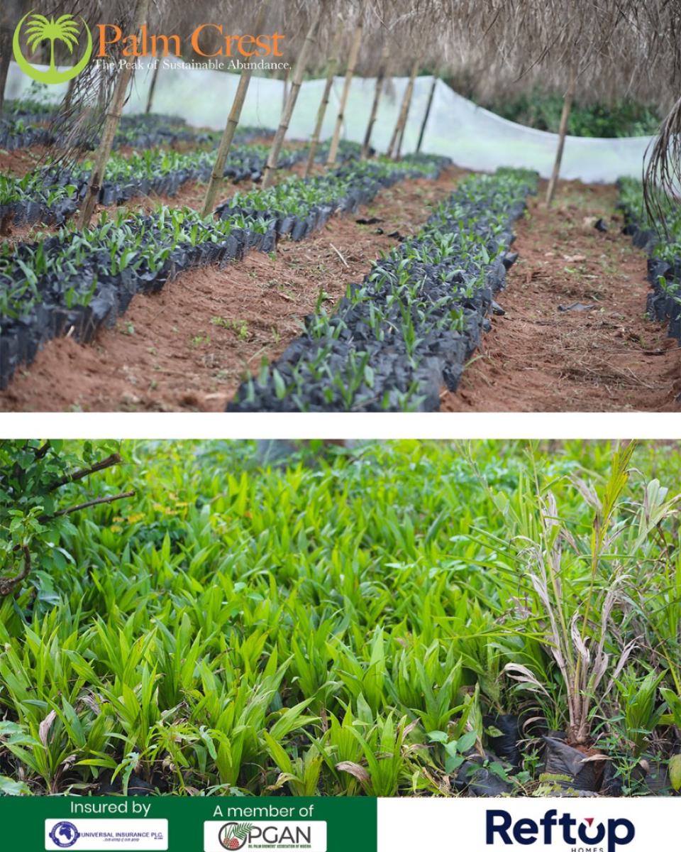 Own Acres& Hectares of  Fertile Farmland & Earn From Oil Palm Farming, Own an Acre of Land Plus Yearly Earnings From Palm Production, Imeko Afon, Ogun, Residential Land for Sale