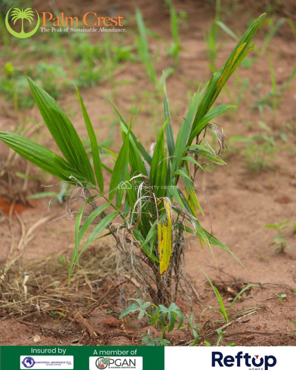 Enjoy Prosperity From Agriculture ,invest & Earn From Oil Palm, All Inclusive Package for an Hectare , Payment Plan Available, Imeko Afon, Ogun, Mixed-use Land for Sale