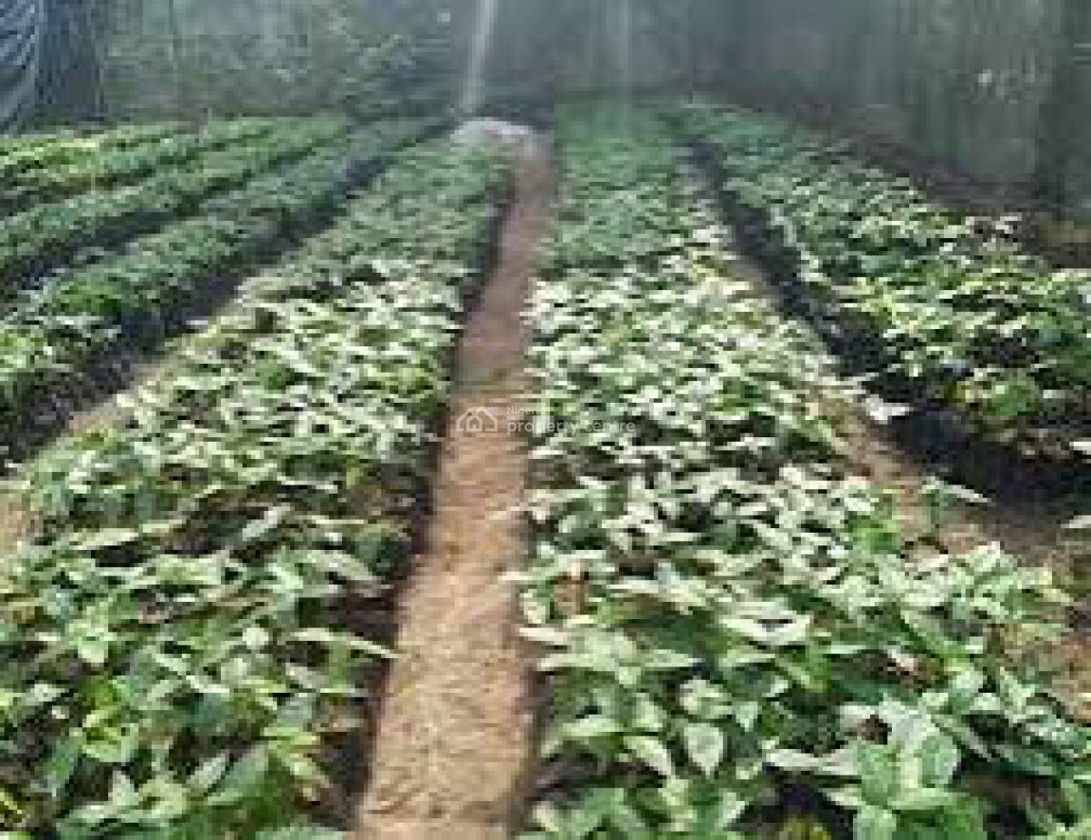 C of O Acres & Hectares of Cashew Farm Land, Ado-awaye, Iseyin, Oyo, Commercial Land for Sale