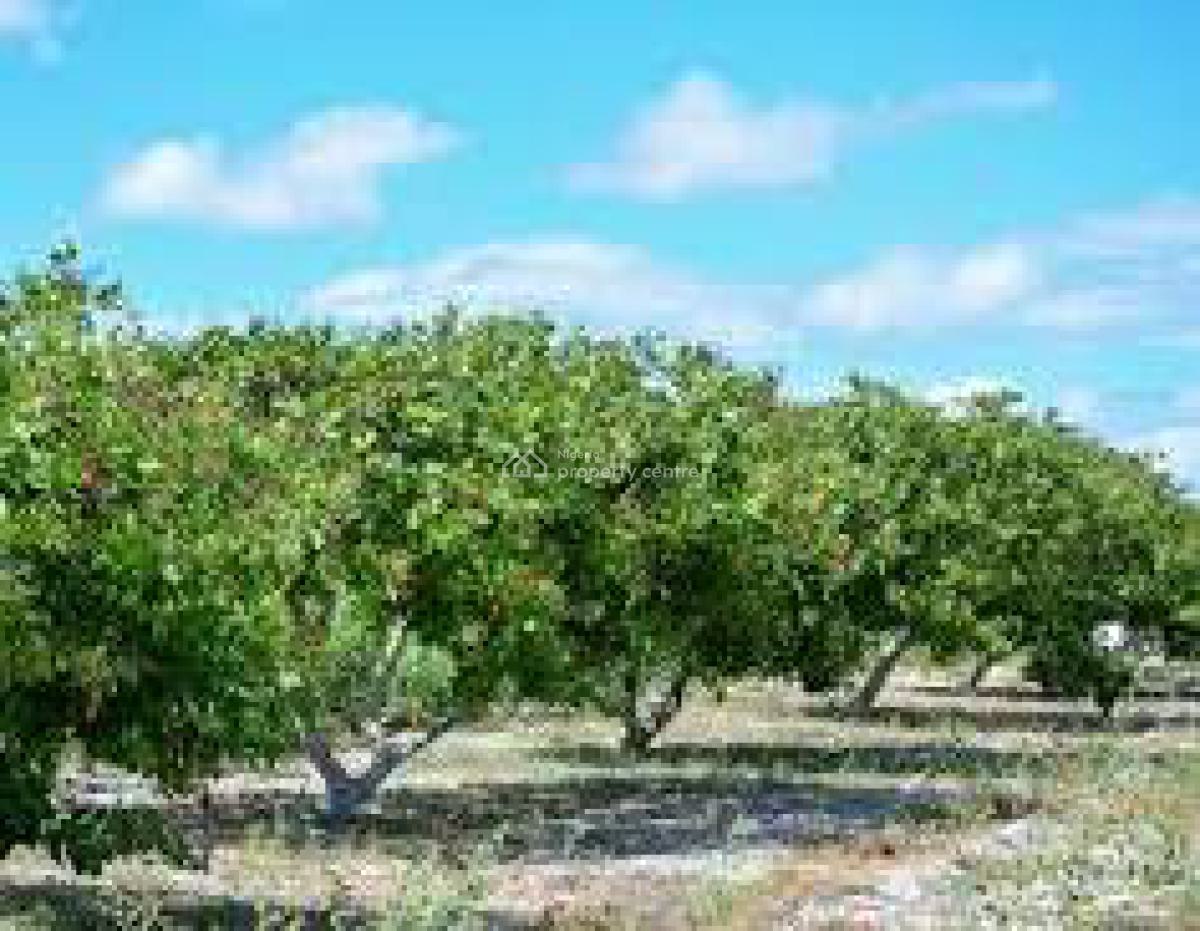 C of O Acres & Hectares of Cashew Farm Land, Ado-awaye, Iseyin, Oyo, Commercial Land for Sale