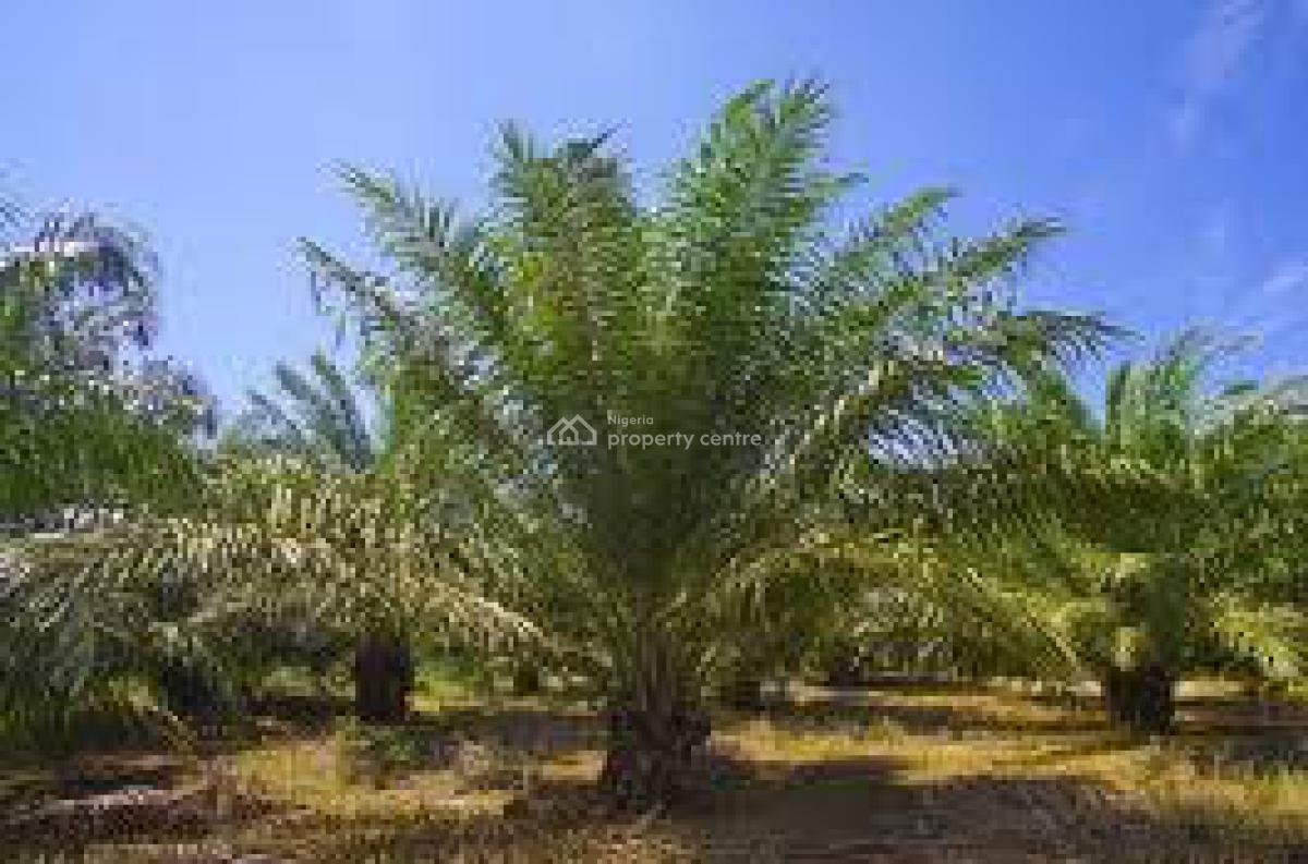 C of O Acres & Hectares of Oil Palmtree Farm in Ado-awaye, Iseyin, Oyo, Oil Palm Tree Farms at Ado-awaye, Iseyin, Oyo, Commercial Land for Sale
