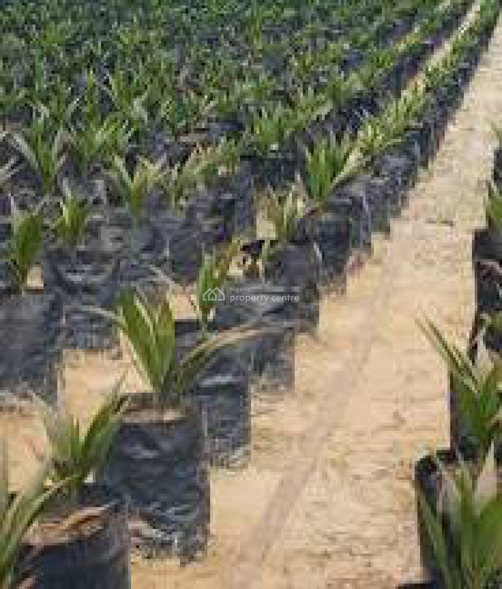 C of O Acres & Hectares of Oil Palmtree Farm in Ado-awaye, Iseyin, Oyo, Oil Palm Tree Farms at Ado-awaye, Iseyin, Oyo, Commercial Land for Sale