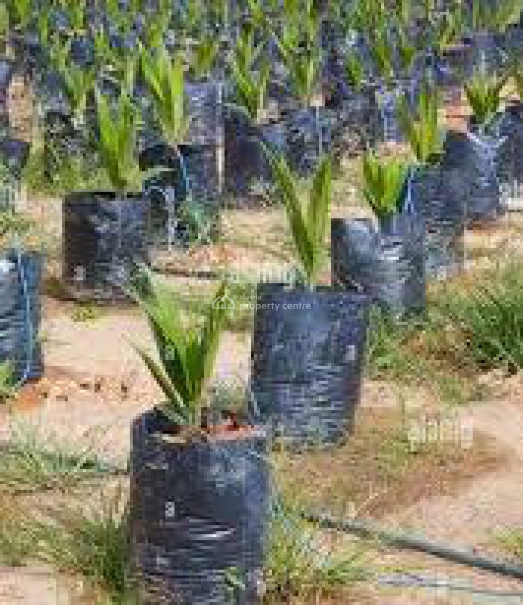 C of O Acres & Hectares of Cocoa Farmlands in Ado-awaye, Iseyin, Oyo, Cocoa Farm Investments at Ado-awaye, Iseyin, Oyo, Commercial Land for Sale