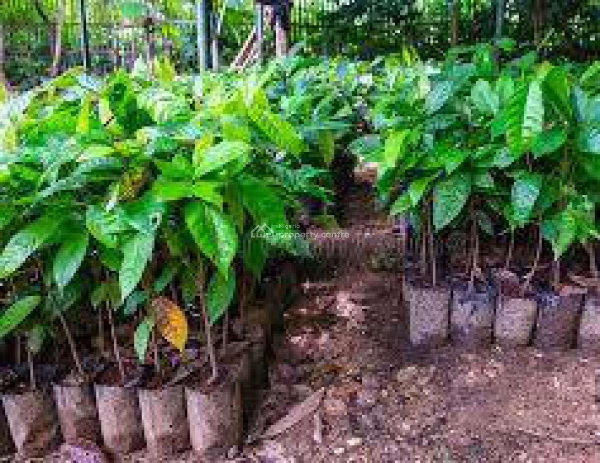 C of O Acres & Hectares of Cocoa Farmlands in Ado-awaye, Iseyin, Oyo, Cocoa Farm Investments at Ado-awaye, Iseyin, Oyo, Commercial Land for Sale