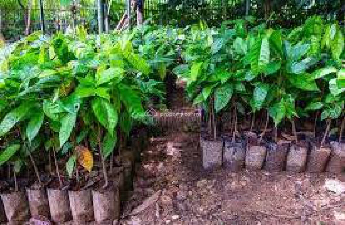 C of O Acres & Hectares of Cocoa Farmlands in Ado-awaye, Iseyin, Oyo, Cocoa Farm Investments at Ado-awaye, Iseyin, Oyo, Commercial Land for Sale