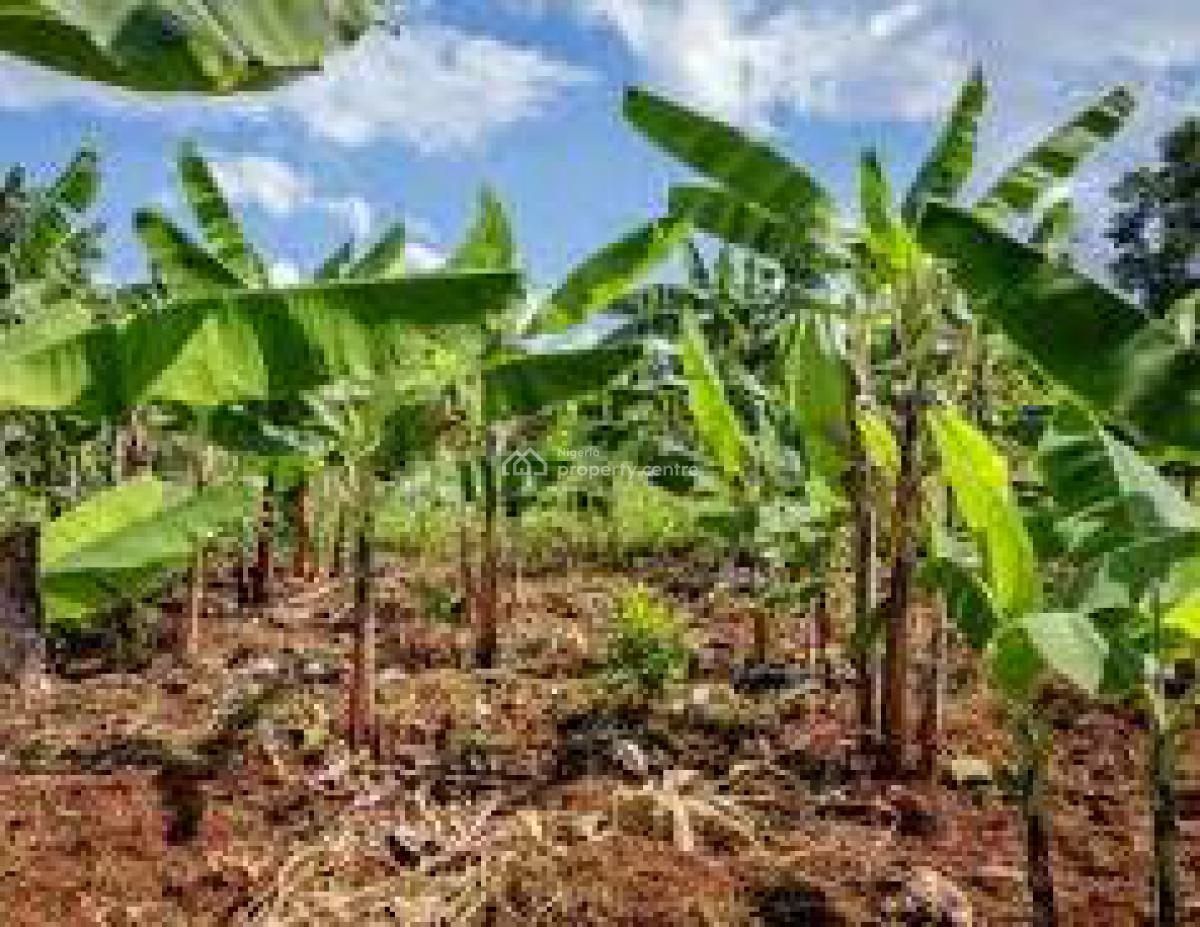 C of O Acres & Hectares of Cashcrop Farmland in Ado-awaye, Iseyin, Oyo, Cashcrop Farmlands in Ado-awaye, Iseyin, Ibadan, Oyo, Land for Sale