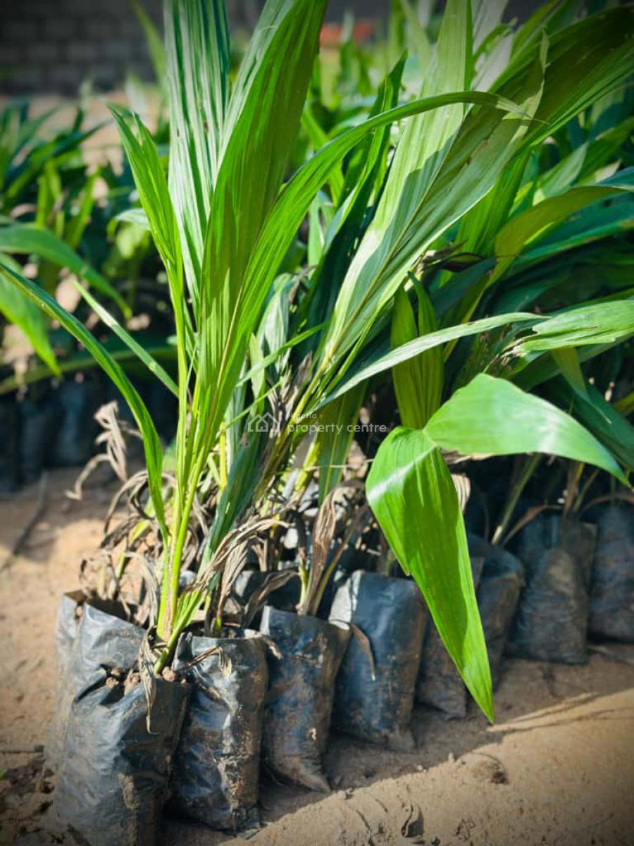 Plantain, Cocoa, Cashew & Cassava-fitted Farmland -- Heritage Farm City, Few Minutes Drive From Funaab,  Alabata, Abeokuta South, Ogun, Mixed-use Land for Sale