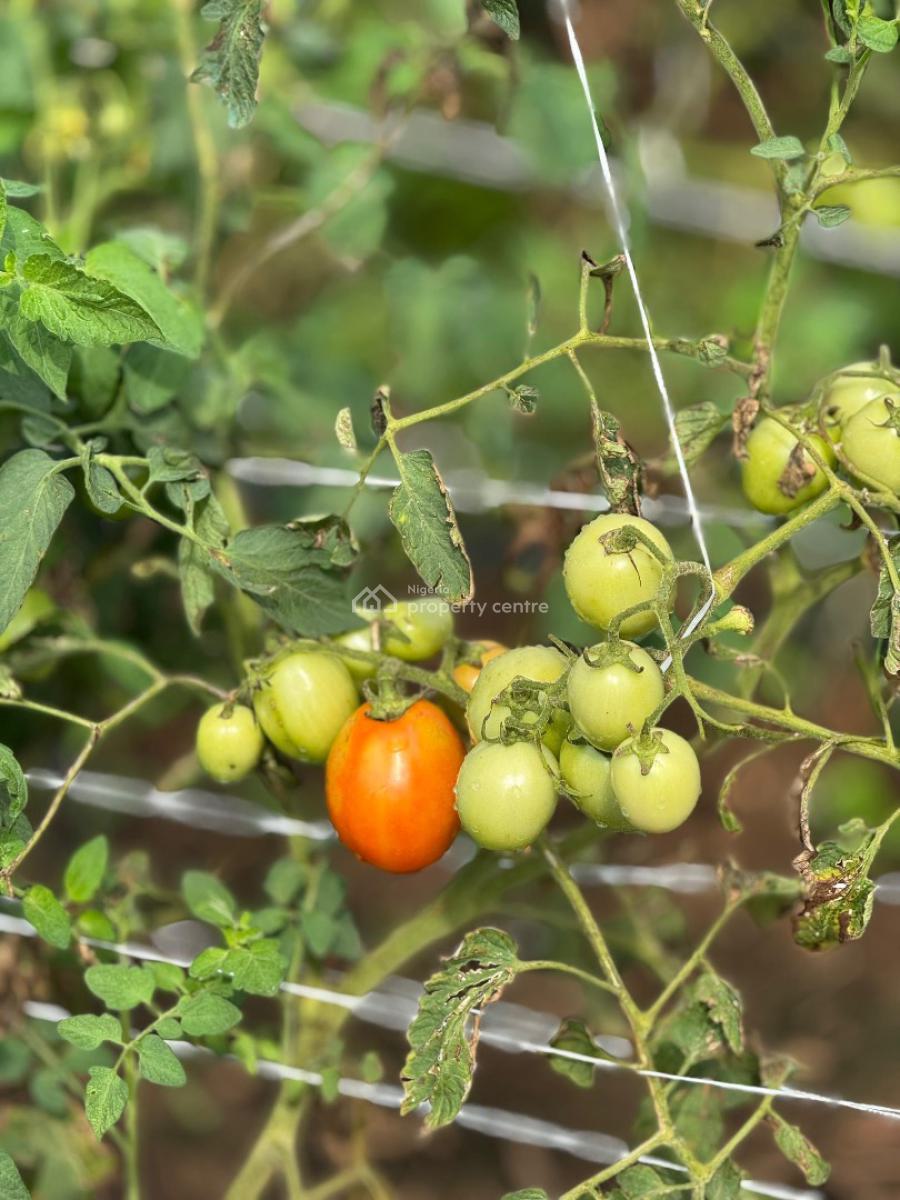 Paradiso Farm 2, Ayireke Village, Via Alabata, Odeda Local Government, Odeda, Ogun, Commercial Land for Sale