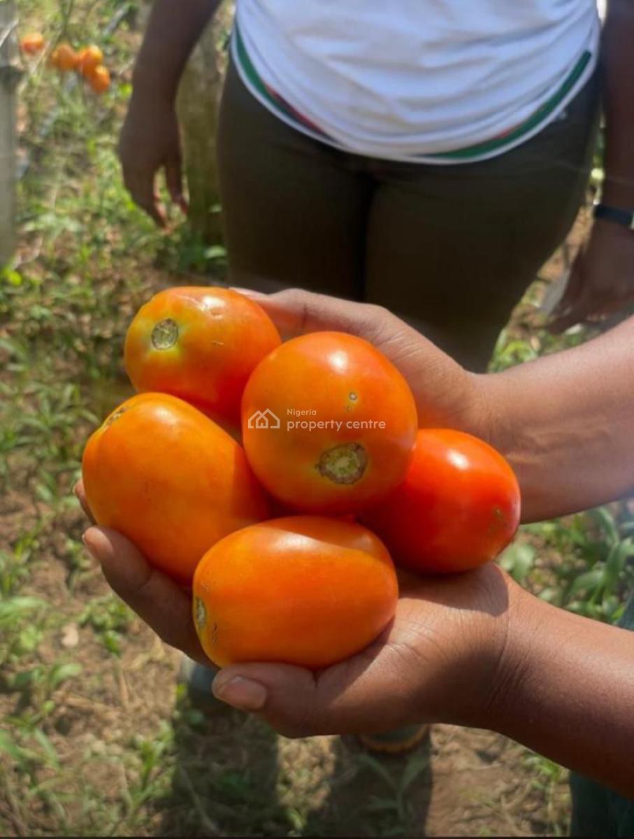 Paradiso Farm 2, Ayireke Village, Via Alabata, Odeda Local Government, Odeda, Ogun, Commercial Land for Sale