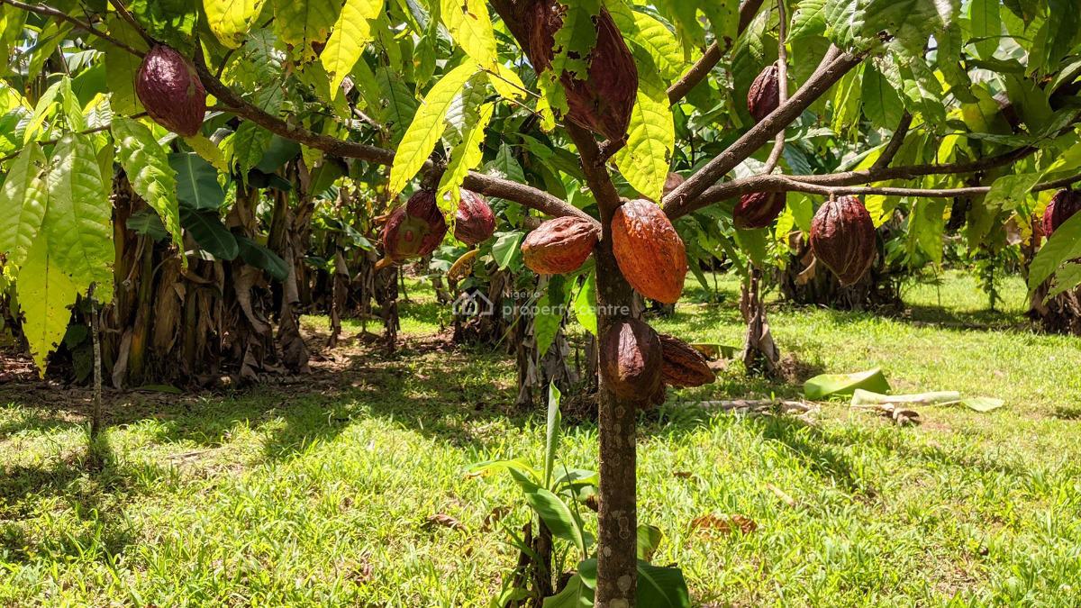 1 Acre of  Profitable Cocoa Farmland, Cocoa Republic,obafemi,owode, Obafemi Owode, Ogun, Commercial Land for Sale
