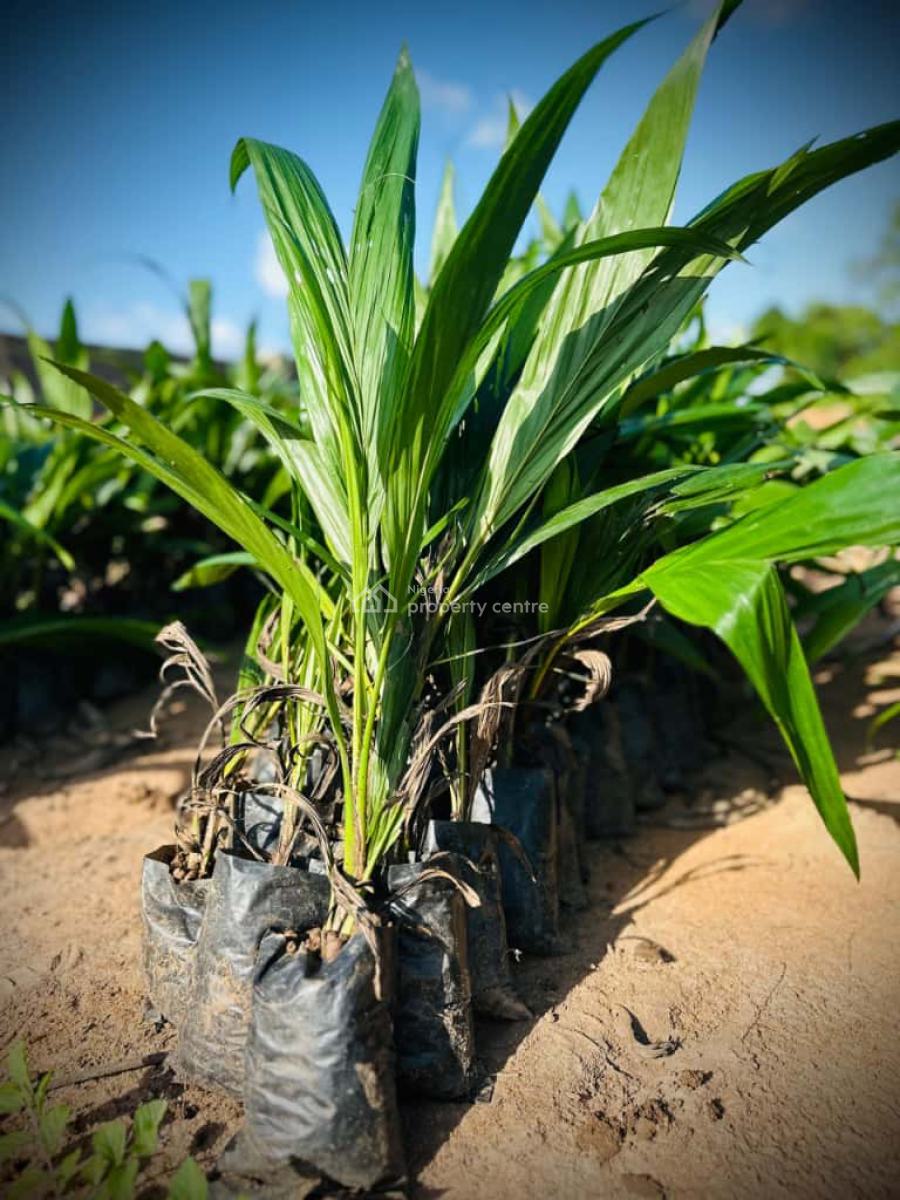 Imagine Owning a Piece of Paradise in a Fast-growing and Highly Sought, Earn Passive Income Annually Through Cocoa and Plantain Farming, Abeokuta North, Ogun, Mixed-use Land for Sale