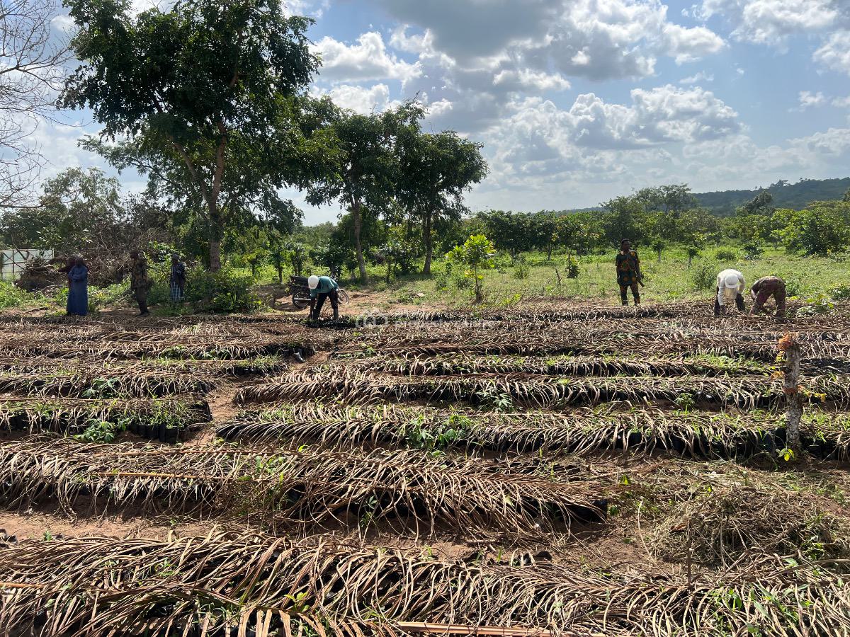 Key Into an Acre of Our Fertile Farmland and Get 60 Free Palm Trees, Reserve an Acre with 1 Million Naira Deposit, Payment Plan Available, Imeko Afon, Ogun, Mixed-use Land for Sale