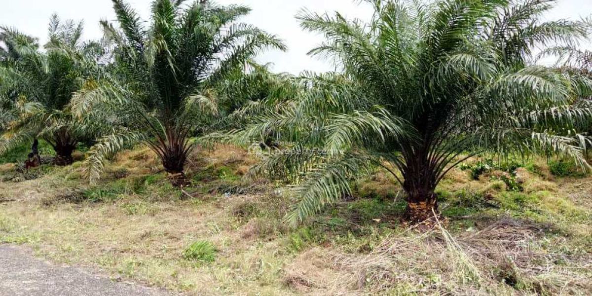 Land with Annual Income Through Oil Palm Cultivation for Free, Odolewu, Off The Epe, Ijebu Ode Expressway, Odogbolu, Ogun, Residential Land for Sale