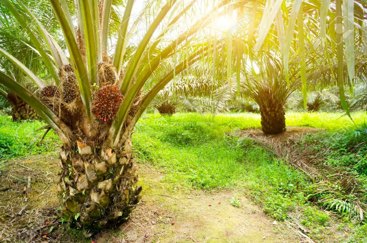 Land with Annual Income Through Oil Palm Cultivation for Free, Odolewu, Off The Epe, Ijebu Ode Expressway, Odogbolu, Ogun, Residential Land for Sale