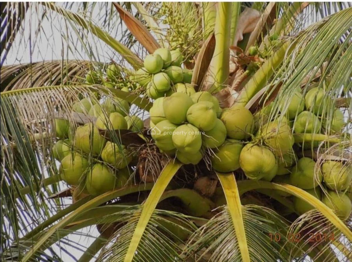 Agricultural Land Opportunity, Adàbà Coconut Farm, Obafemi Owode, Ogun, Commercial Property for Sale