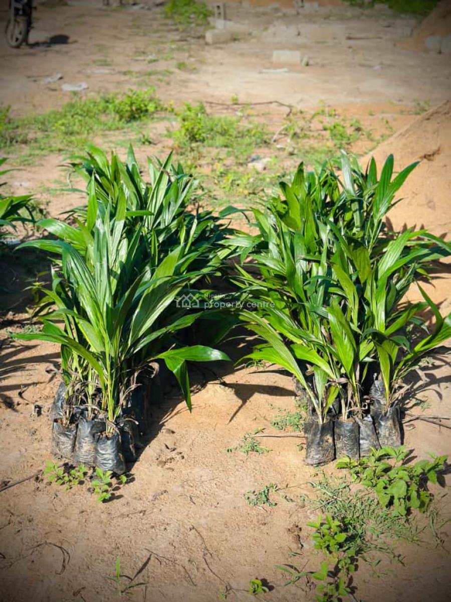 Earn Profits From Agricultural Produce Yearly Off Funabashi,abeokuta, Earn 2-7m Yearly Through Farm Ownership at Off Funaab,alabata, Abeokuta North, Ogun, Mixed-use Land for Sale