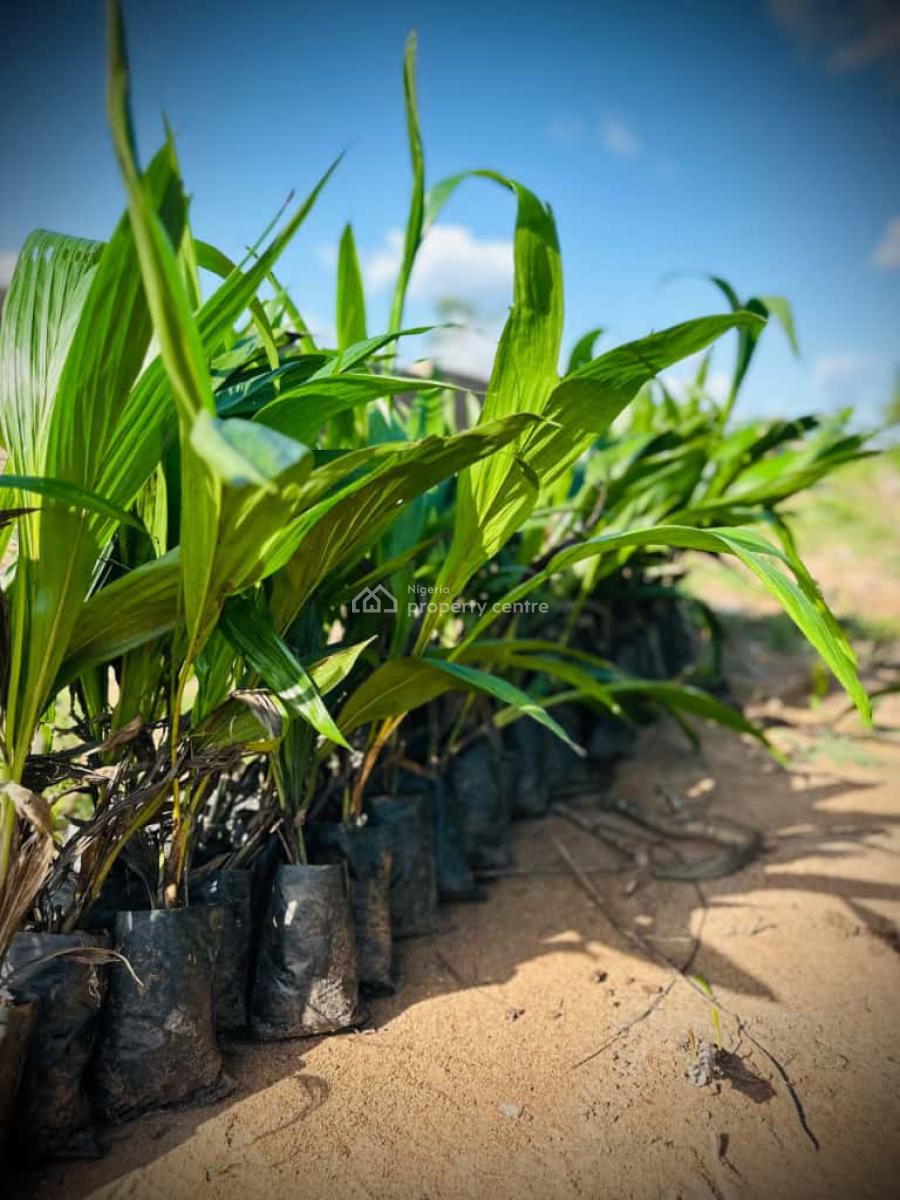 Earn Profits From Agricultural Produce Yearly Off Funabashi,abeokuta, Earn 2-7m Yearly Through Farm Ownership at Off Funaab,alabata, Abeokuta North, Ogun, Mixed-use Land for Sale