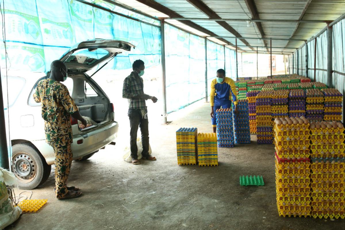 Poultry Farm (42,000 Layer per House, Ijebu East, Ogun, Commercial Property for Sale