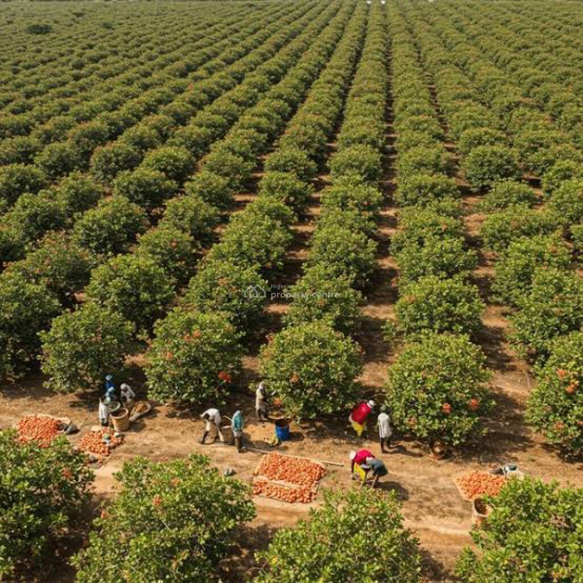 Land, Farm Land with Free Seedlings, Cost Inclusive of Cultivation Fee, Abeokuta North, Ogun, Commercial Land for Sale