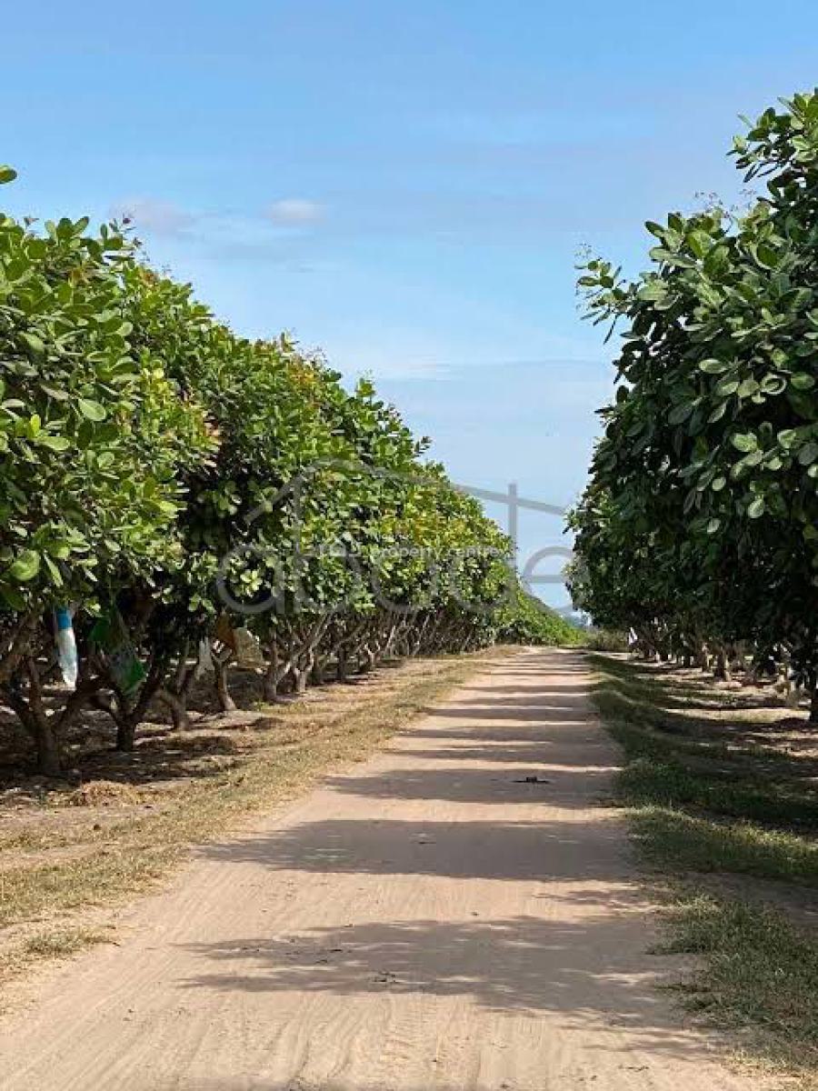 Land, Farm Land with Free Seedlings, Cost Inclusive of Cultivation Fee, Abeokuta North, Ogun, Commercial Land for Sale