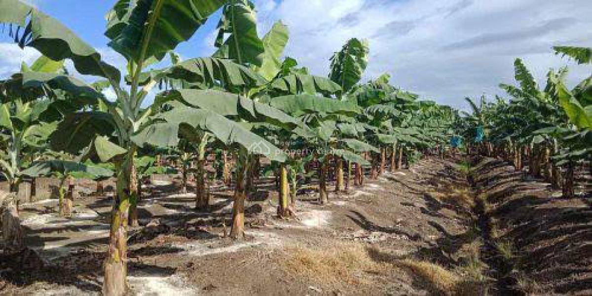 Land, Plantain Plantation with Upto 4m Annual Return After Harvest, Abeokuta South, Ogun, Commercial Land for Sale