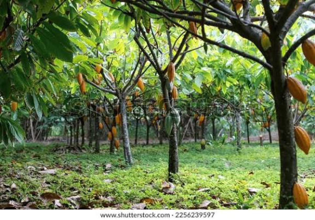Land -farm, Farm Land Focused in Cocoa Plantation,give Upto 9m Annually, Ado-odo/ota, Ogun, Commercial Land for Sale