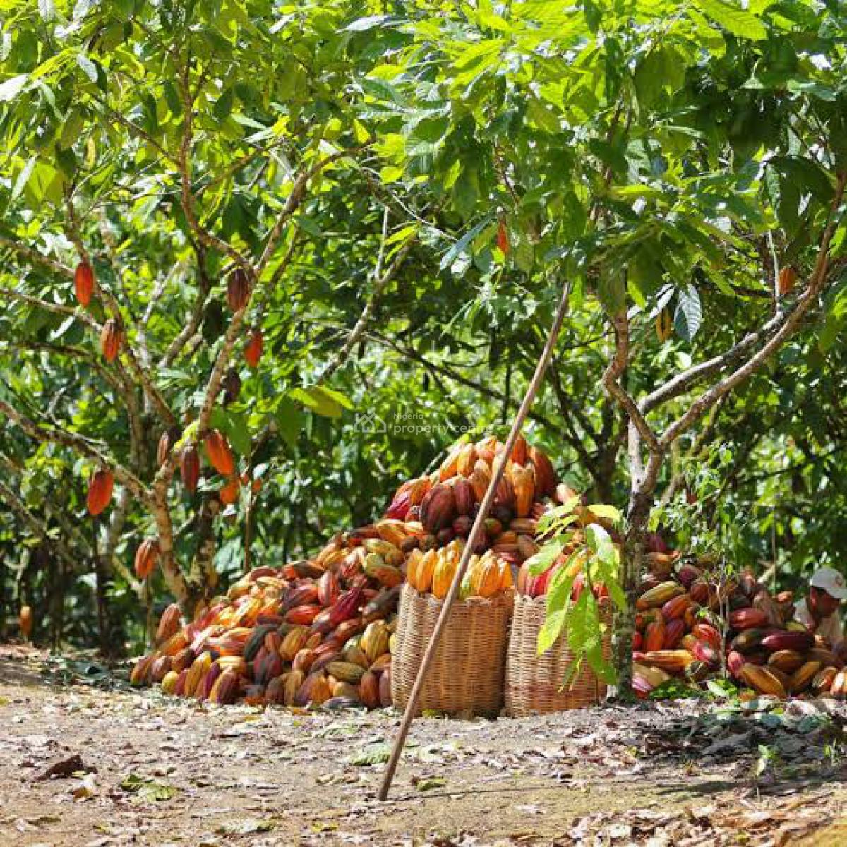 Land -farm, Farm Land Focused in Cocoa Plantation,give Upto 9m Annually, Ado-odo/ota, Ogun, Commercial Land for Sale