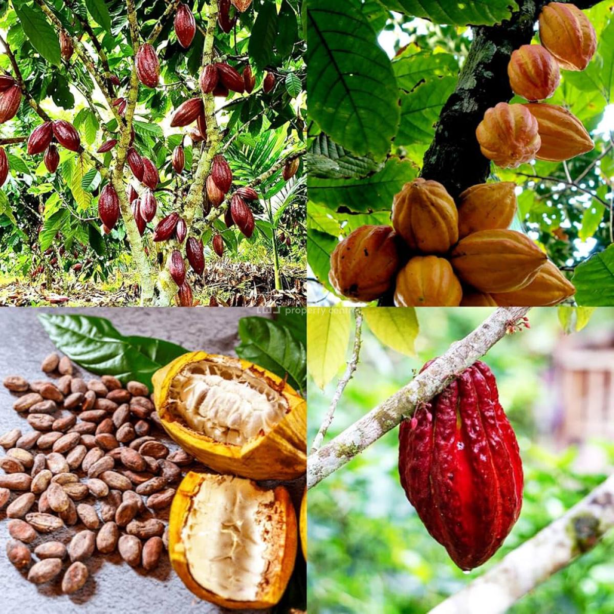 Sweet Deals on Cocoa for Smart Investors, Buy an Acre+400  Seeds,we Farm While You Earn,cocoa Republic, Obafemi Owode, Ogun, Commercial Land for Sale