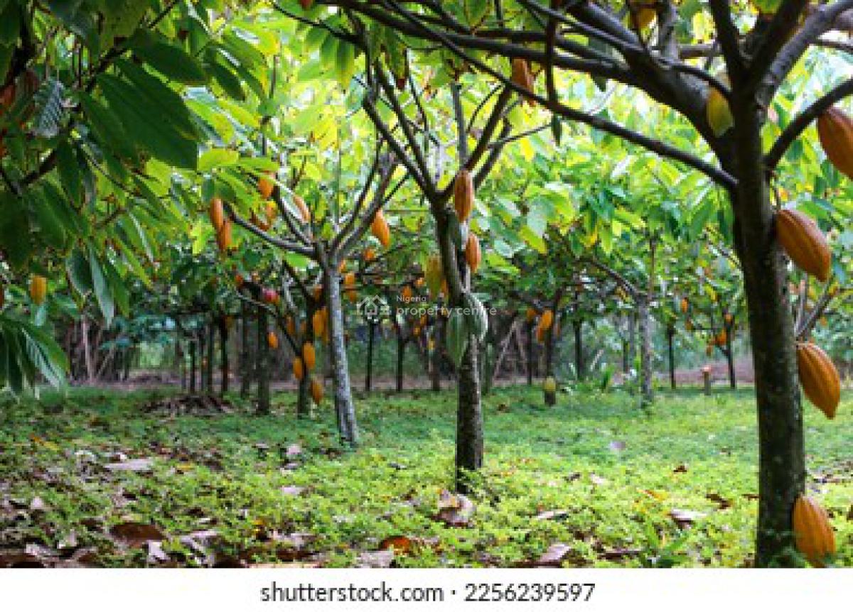 Sweet Deals on Cocoa for Smart Investors, Buy an Acre+400  Seeds,we Farm While You Earn,cocoa Republic, Obafemi Owode, Ogun, Commercial Land for Sale